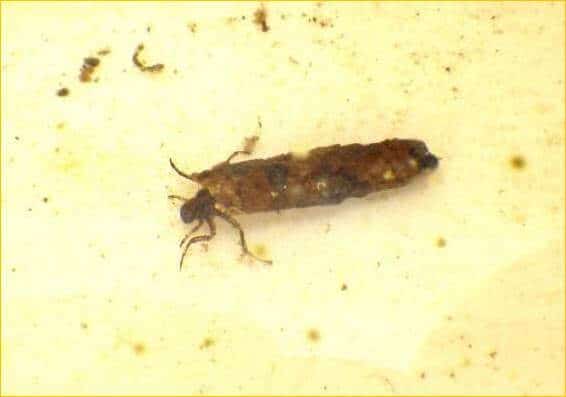 The great escape - Cased Caddis larva