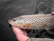 A beautiful conditioned Sheelin trout