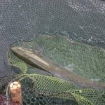 A catch & release policy is actively encouraged on the lake at all times