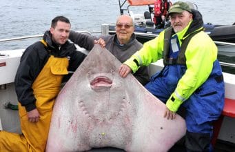 Sean wins Helm Skate Festival with record-breaking fish From Left; "True Light" skipper Gerard O'Malley, Bob Gawn, Isle of Wight and Phil Skinner, Dublin.