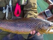 Lough Inagh rounds off a good sea trout season with some fine fish on closing day Pat Cleary with a magnificently coloured 9lbs trout from Lough Inagh on the last day of the season