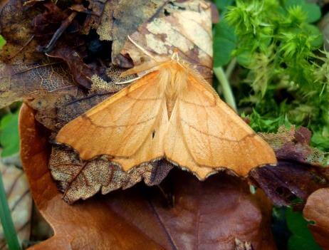 Lough Sheelin’s autumn moth ( Ennomos quercinaria)