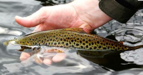 A catch & release policy is actively encouraged on the lake at all times