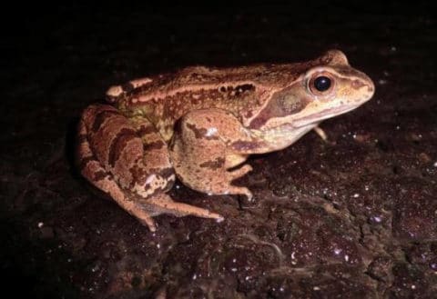 An nocturnal observer – Lough Sheelin, October 12th