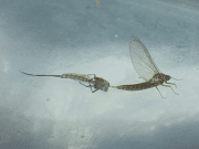A lake olive moulting from dun to spinner
