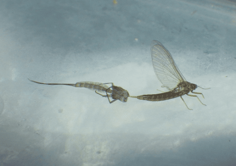 A lake olive moulting from dun to spinner