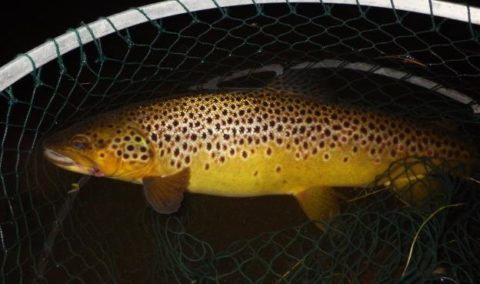 A catch & release policy is actively encouraged on the lake at all times