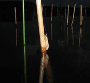 ‘Stuck on you’ - a Sheelin sedge on shoreline reed