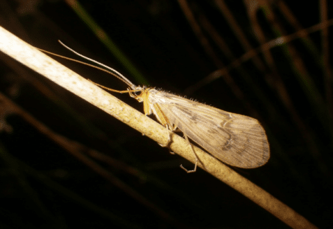 A September Sedge 