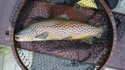 'Its all about the spots' - Shane MacNamme's spotty end of season trout (released)