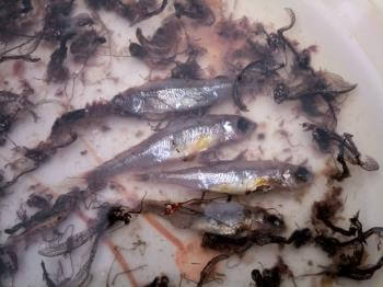 All kinds of everything – a trout’s stomach contents