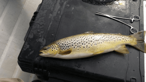 A beautiful fish from William Craig, Northern Ireland 28/9/17