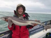November Spurfest for Wicklow boat Charters Spurdog