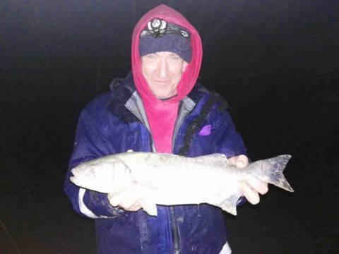 Bass