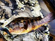 Donegal Bay fishing well ahead of Mariners Winter League Wrasse