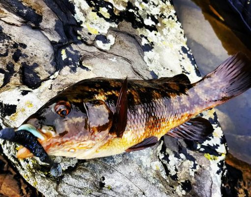 Wrasse