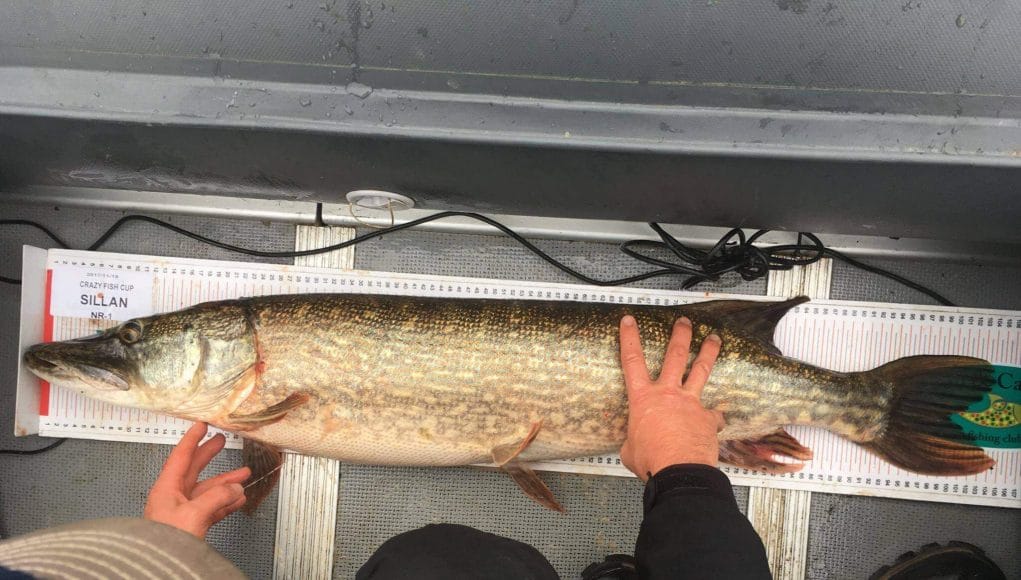 pike