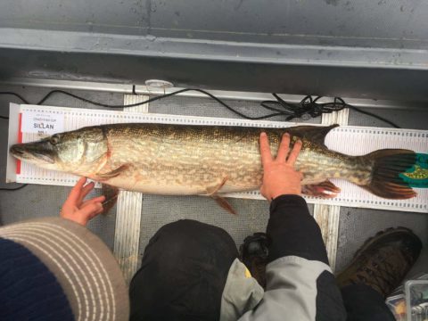 pike