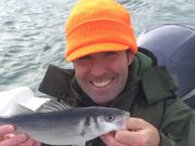 Schoolie bass on fly and lure in Cork Harbour bass