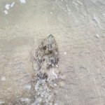 CPRsavesfish
