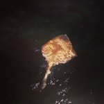 ray release