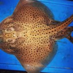 Spotted ray
