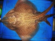 Spotted ray, flounder, bass and more for Donegal Bay shore anglers