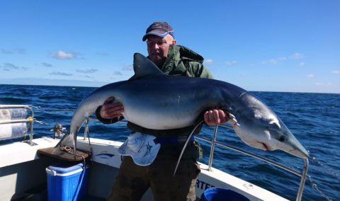 BEST SHARK, Dan O Kelly, Blue 100lb, 1.88M