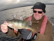 Perch mania setting in on Ennell and Derravaragh Perch