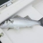 Another Bass