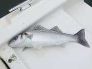 Schoolie bass still providing sport in Cork Harbour bass