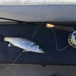december bass 2