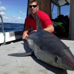 tigger-porbeagle