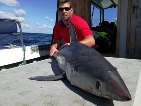 Porbeagle