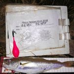 Whiting from the rocks