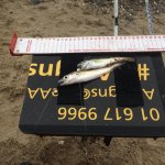 Pin whiting