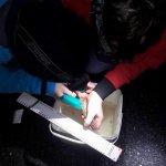 Tagging codling