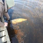 Catch and Release