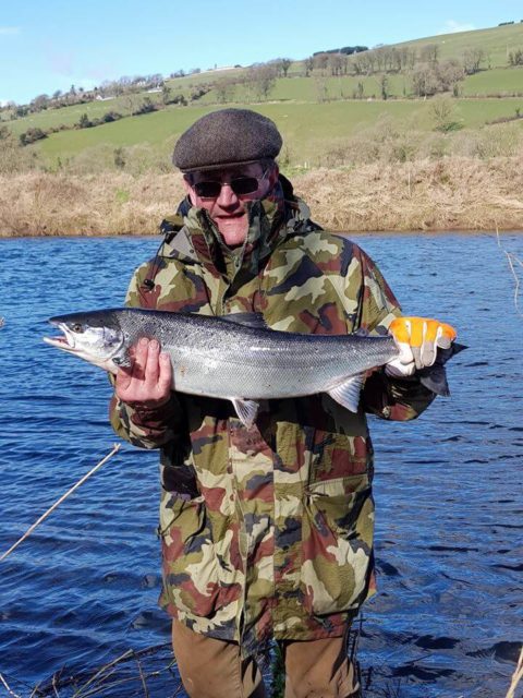 spring salmon