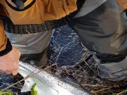 More salmon news from the Munster Blackwater