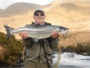 Another Delphi Springer landed salmon