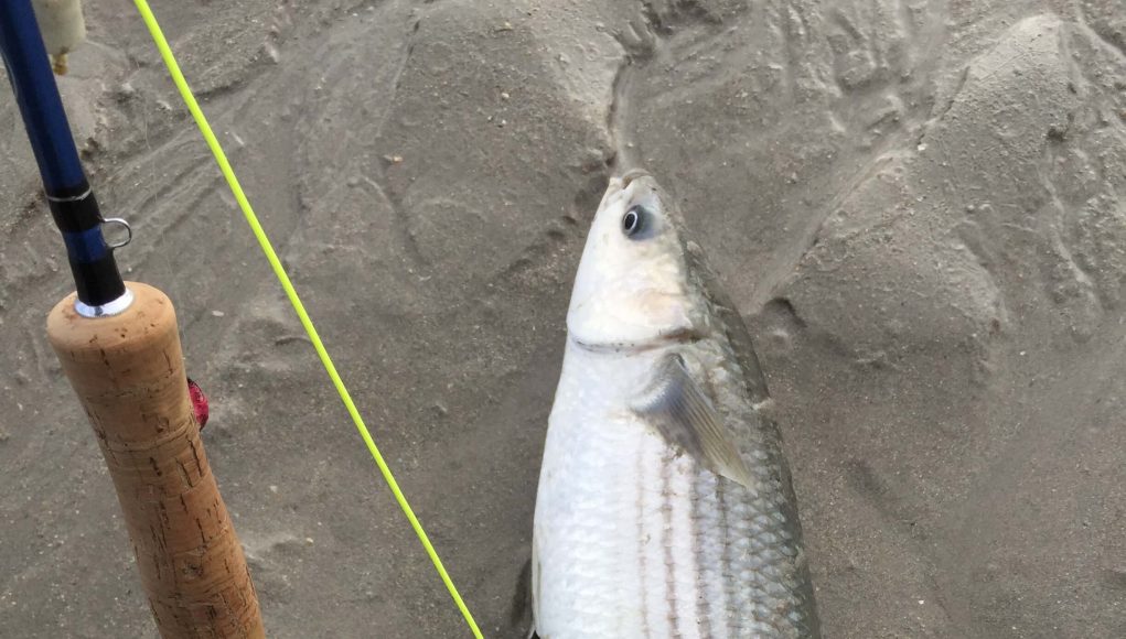 richie-mullet-feb2018 mullet