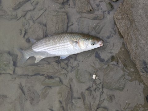 Mullet