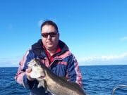 Pollack fishing thick and fast on Galway Bay Pollack