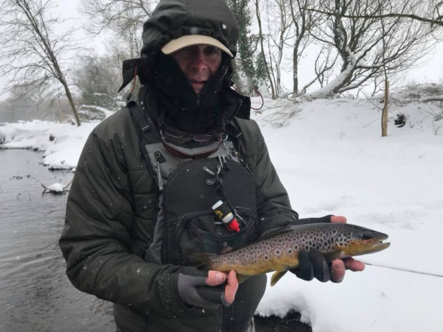 Brown trout