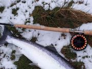Salmon running the Laune and fish met