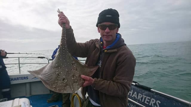 Thornback ray Thornback ray