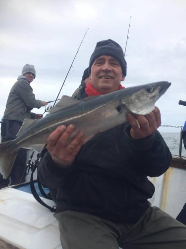 Coalfish coalie