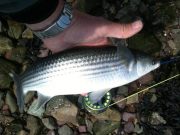 Fly fishing on the Nore – low levels and small fish Mullet about to be released.