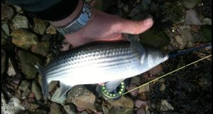 Mullet about to be released.